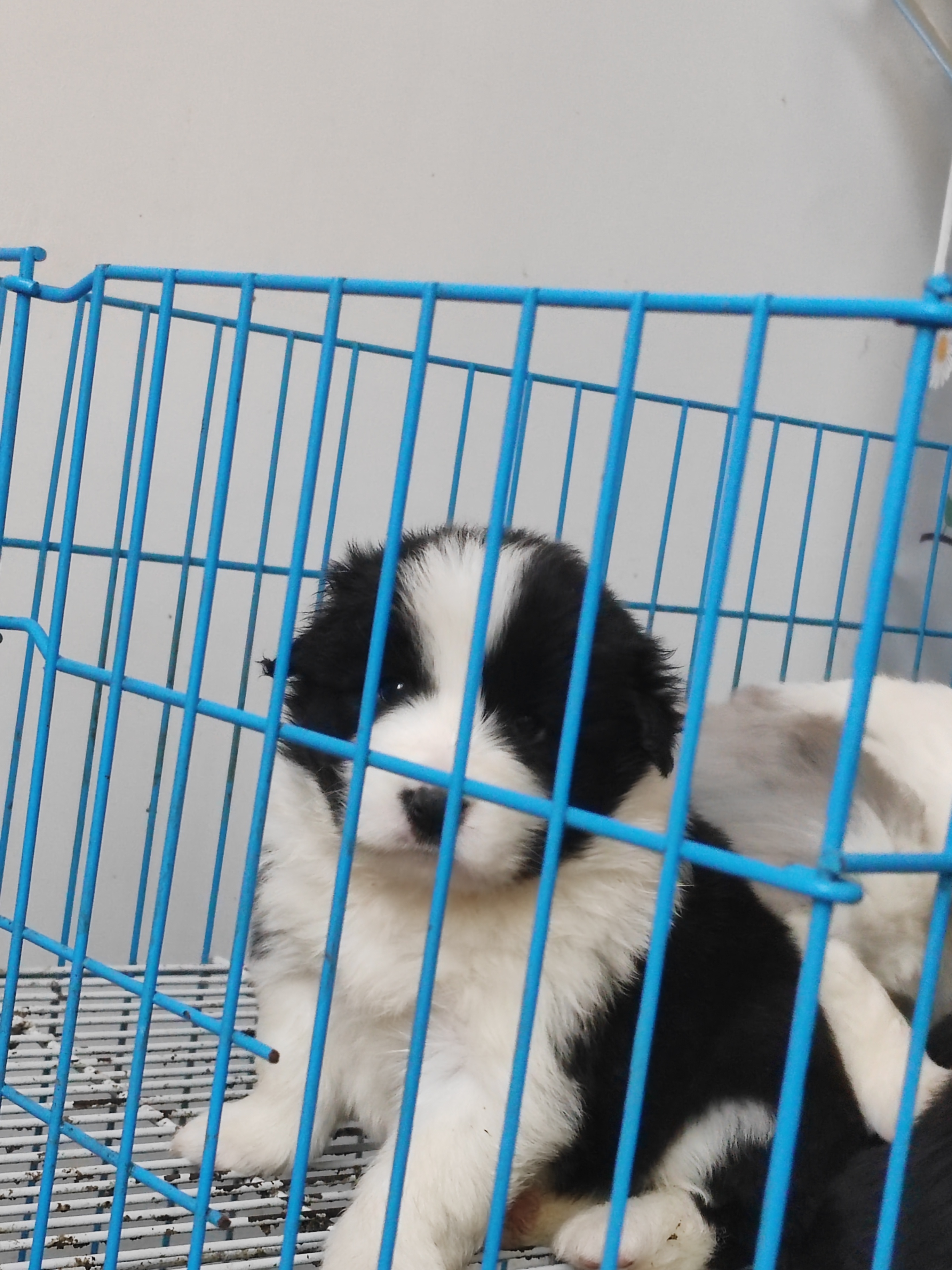 边牧 黑白边牧 陨石边牧双血统大体边牧宝宝